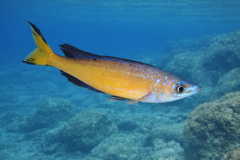 Cyprichromis microlepidotus 'Milima Island'